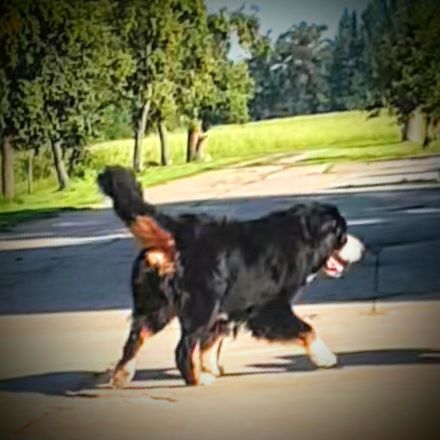 Berner Sennenhund Deckrüde