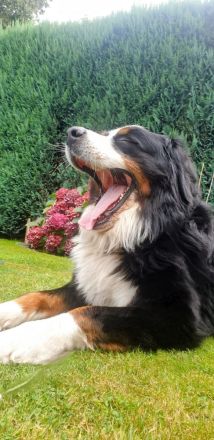 Berner Sennenhund Deckrüde