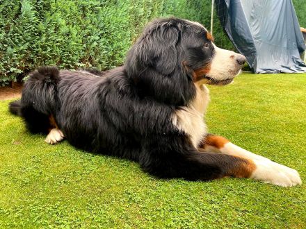 Berner Sennenhund Deckrüde