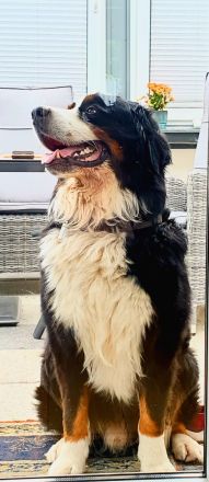 Berner Sennenhund Deckrüde