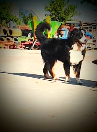 Berner Sennenhund Deckrüde