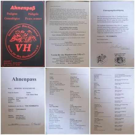 Berner Sennenhund Deckrüde