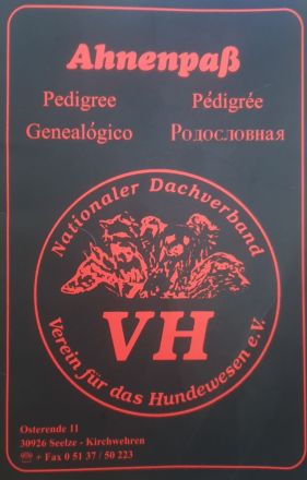 Berner Sennenhund Deckrüde