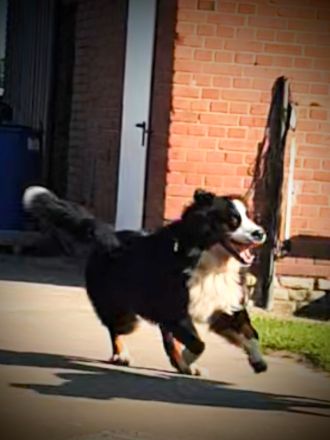 Berner Sennenhund Deckrüde