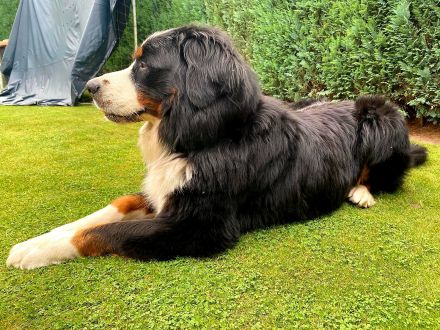 Berner Sennenhund Deckrüde