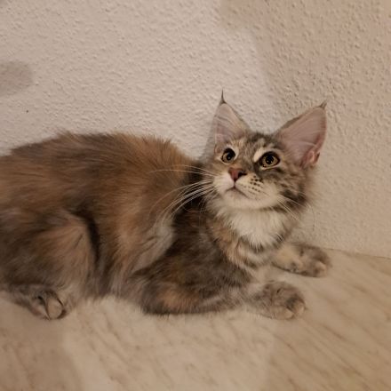 Reinrassige maine coon