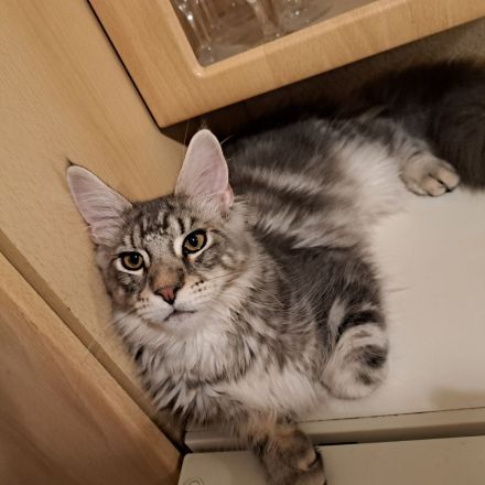 Reinrassige maine coon