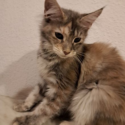 Reinrassige maine coon