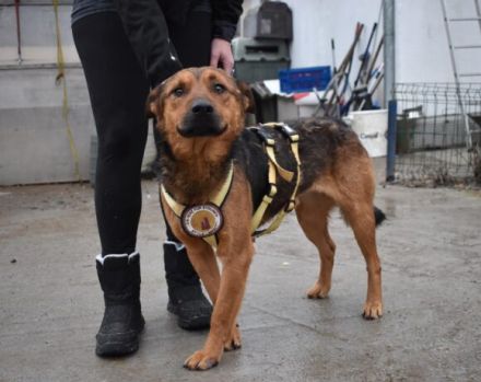 Sandro - freundlich, ruhig, verträglich - möchte Dein Herzblatt sein