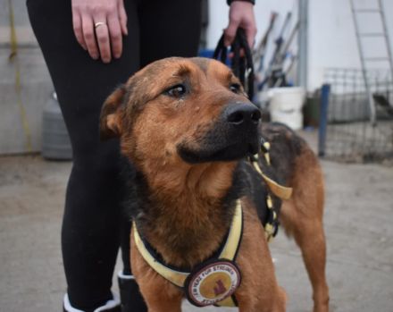 Sandro - freundlich, ruhig, verträglich - möchte Dein Herzblatt sein