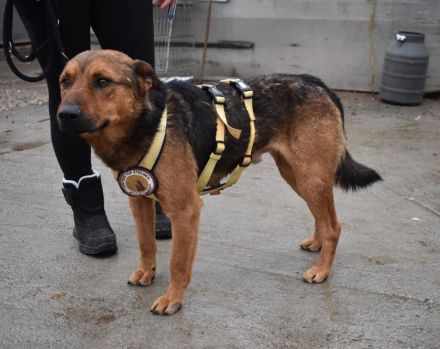 Sandro - freundlich, ruhig, verträglich - möchte Dein Herzblatt sein