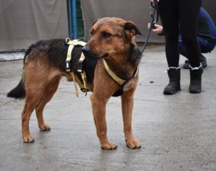 Sandro - freundlich, ruhig, verträglich - möchte Dein Herzblatt sein