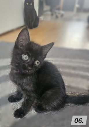 Katzenbabys BKH - Mix