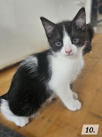 Katzenbabys BKH - Mix