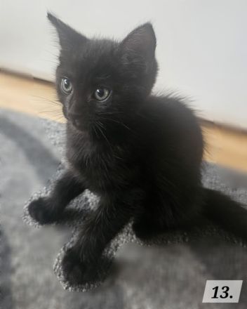 Katzenbabys BKH - Mix