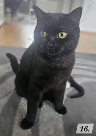 Katzenbabys BKH - Mix