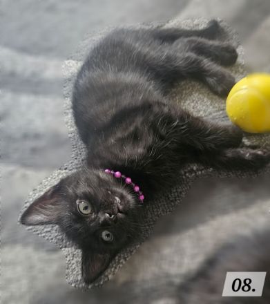 Katzenbabys BKH - Mix