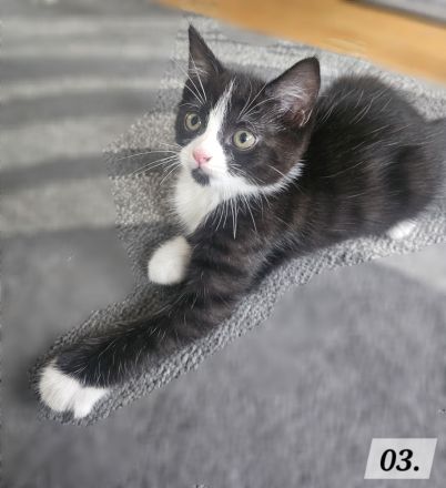 Katzenbabys BKH - Mix