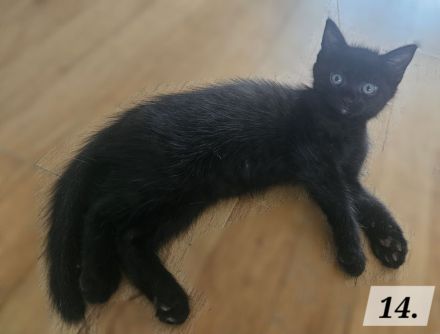 Katzenbabys BKH - Mix