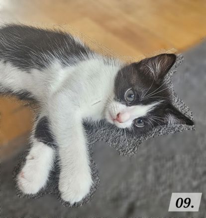 Katzenbabys BKH - Mix