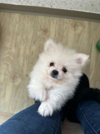 Reinrassige Pomeranian / Zwergspitz Welpen