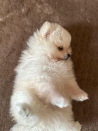 Reinrassige Pomeranian / Zwergspitz Welpen