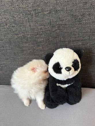 Reinrassige Pomeranian / Zwergspitz Welpen