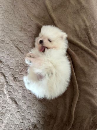 Reinrassige Pomeranian / Zwergspitz Welpen