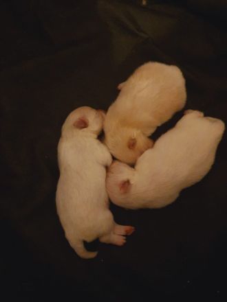 Reinrassige Pomeranian / Zwergspitz Welpen