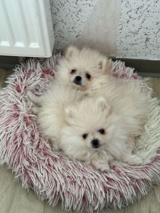 Reinrassige Pomeranian / Zwergspitz Welpen