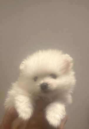 Reinrassige Pomeranian / Zwergspitz Welpen