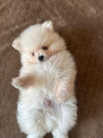 Reinrassige Pomeranian / Zwergspitz Welpen