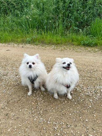 Reinrassige Pomeranian / Zwergspitz Welpen