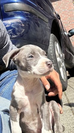 American Staford Blue line