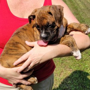 Boston Terrier-Welpen