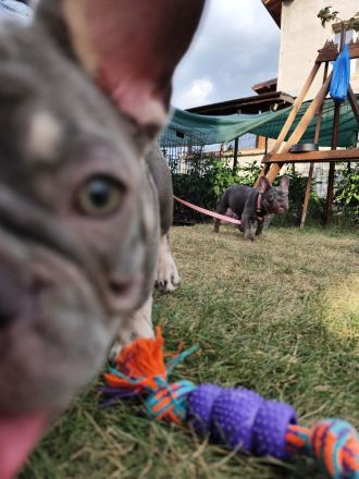 Französische Bulldoggen