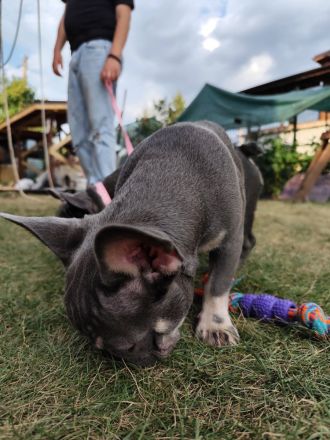 Französische Bulldoggen