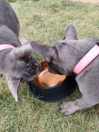 Französische Bulldoggen