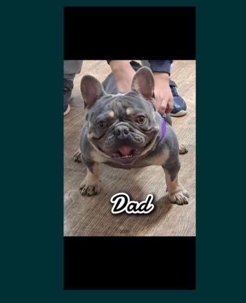 Französische Bulldoggen