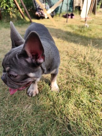 Französische Bulldoggen