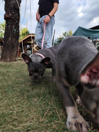 Französische Bulldoggen