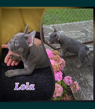 Französische Bulldoggen