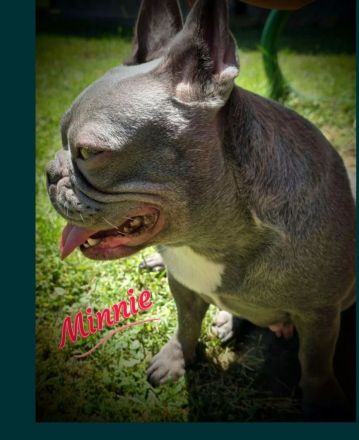 Französische Bulldoggen