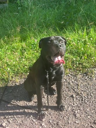 Aris sucht ein neuen Besitzer