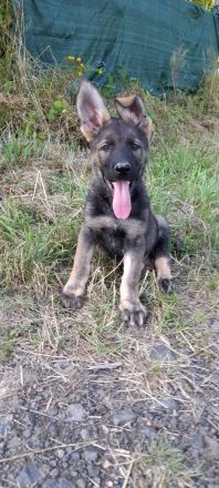 Deutsche Schäferhundwelpen DDR mit Papieren