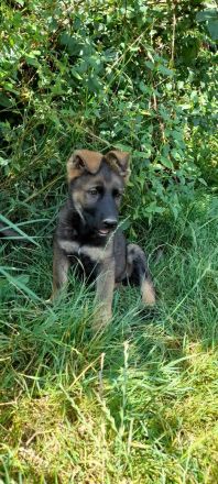 Deutsche Schäferhundwelpen DDR mit Papieren