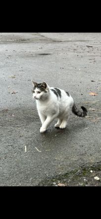 Junge Katzen abzugeben