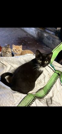 Junge Katzen abzugeben