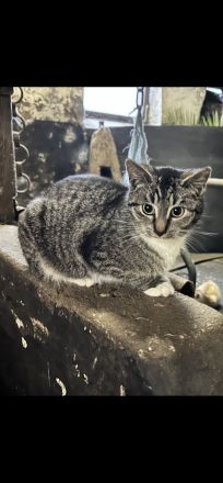 Junge Katzen abzugeben