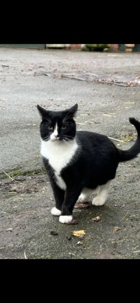 Junge Katzen abzugeben